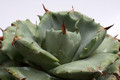 agave shoji rajin klein 9533