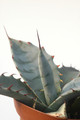 agave zebra cerro aquituni 8444