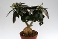 euphorbia suzannae marnierae 7263 sm