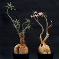 adenium somalense 2