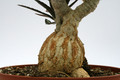 euphorbia waringiae 8561