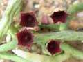 huernia pendula 04