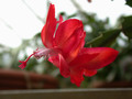 schlumbergera thor olga 06