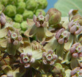 asclepias syriaca 05