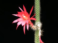 aporocactus eugen 02