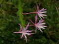 eh jalisco grace 02