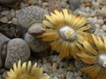 lithops verruculosa3