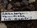 schlumbergera russelliana intermediär 02