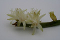 rhipsalis tucumanensis 6585