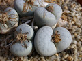 lithops pseudotruncatella groendrayensis c244 01