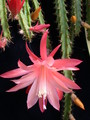 aporocactus tangerine 979090