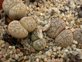 lithops franciscii 02
