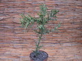 euphorbia stenoclada 1339 sm