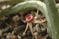 huernia procumbens karoo 01