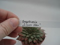graptoveria silver star 8382