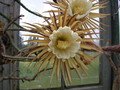 selenicereus grandiflorus 5468