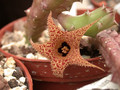 huernia hystrix appendiculata 05