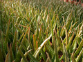aloe vera8