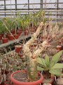 bursera fagaroides 02