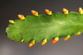 lepismium myagawe 0395