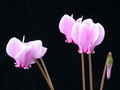 cyclamen hederifolium 01