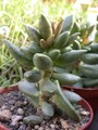 adromischus clavifolius
