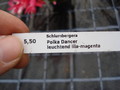 schlumbergera polka dancer 1598