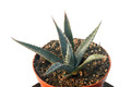 agave mckelveyana yava 8451