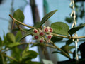 hoya nummularioides 1331 02