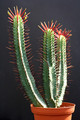 euphorbia enopla 0175