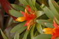 guzmania theresae 1160