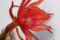 eh coral dance 5804 06