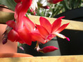 schlumbergera elfenzauber 05