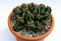 euphorbia fruticosa 9522 sm