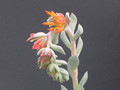 echeveria runyonii 0891