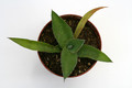 agave inaequidens mg1889 854 0101
