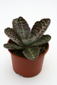 kalanchoe gastro bornieri rebhuenchen 1204
