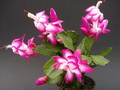schlumbergera salsa dancer 1620