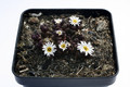 delosperma alpinum 9224