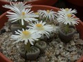 lithops karasmontana bella 01