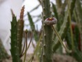 stapelia erecta 04
