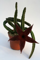 stapelia gigantea grosse pflanze 0760