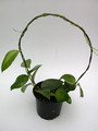 hoya aldrichii 3938