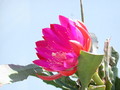 eh xmas bells 9860 413