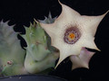 huernia quinta es3326 01