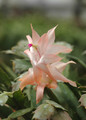 schlumbergera christmas flame 8260