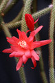 aporocactus heideroeschen 0196