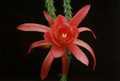 aporocactus peggys red spider falsch