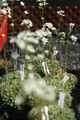 saxifraga paniculata 03