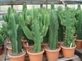 euphorbia ingens 7348